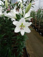 [5223 Tisento VZ No02.JPG]